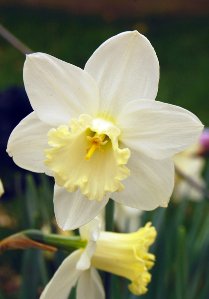 White Nile daffodil heirloom bulbs