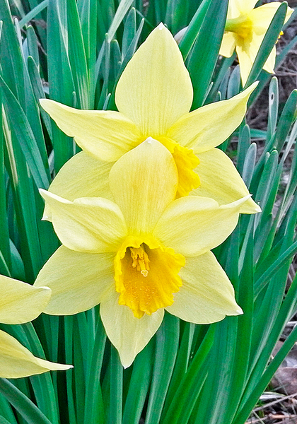 Hospodar daffodil heirloom bulbs