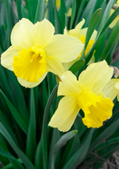 Daffodil Cornish Dawn, Always Wholesale Pricing