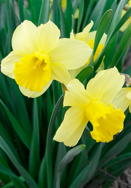 Aerolite daffodil heirloom bulbs