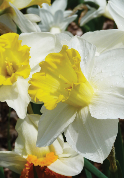 Sweet Harmony daffodil heirloom bulbs