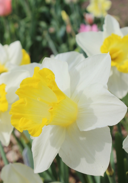 DAFFODILS