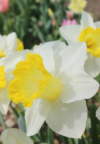 Sweet Harmony daffodil heirloom bulbs