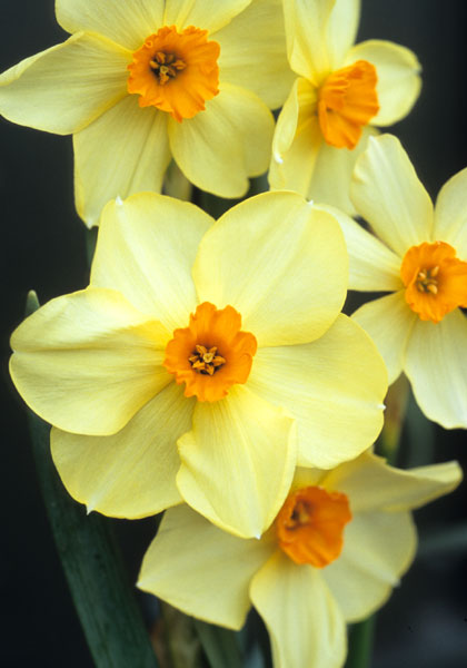 Admiration daffodil heirloom bulbs