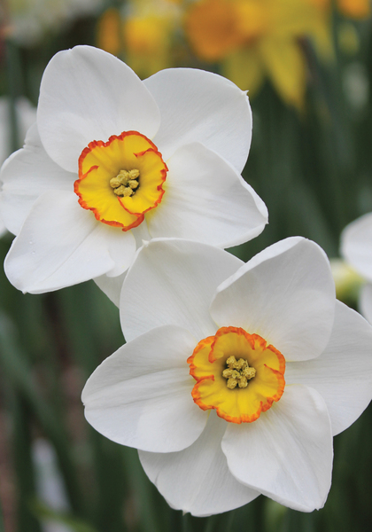 Merlin daffodil heirloom bulbs