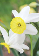 Daffodil Cornish Dawn, Always Wholesale Pricing