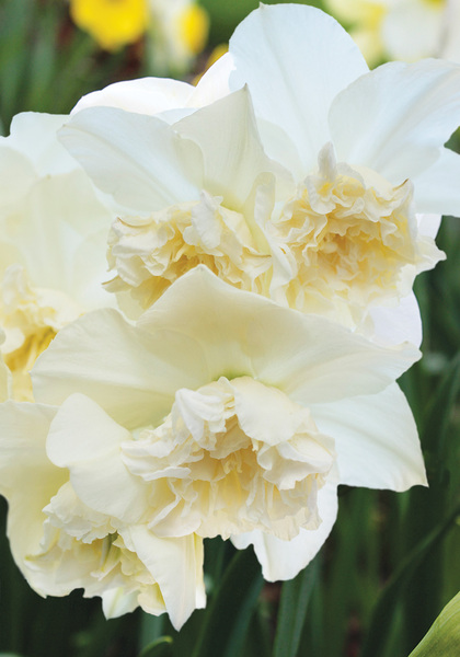 White Marvel daffodil heirloom bulbs