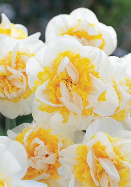 Westward daffodil heirloom bulbs