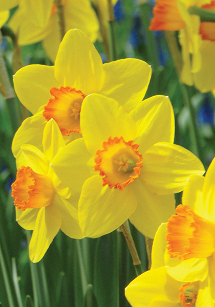 Pinza daffodil heirloom bulbs