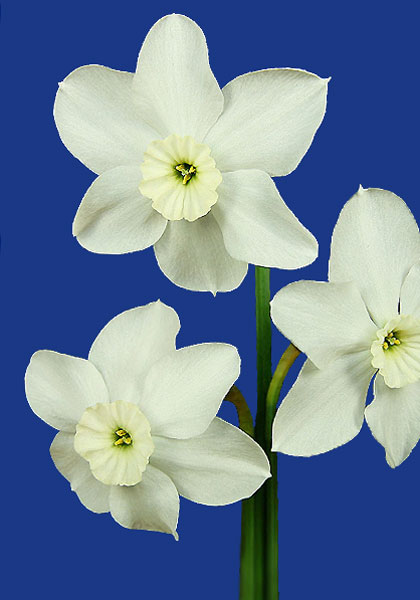 Xit daffodil heirloom bulbs