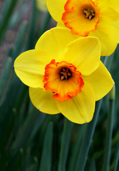 Bantam daffodil heirloom bulbs