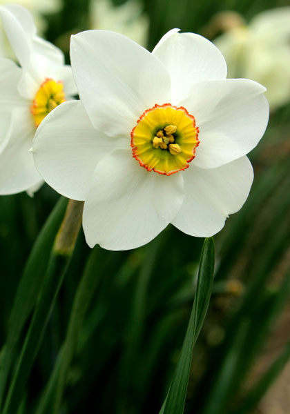 Cantabile daffodil heirloom bulbs