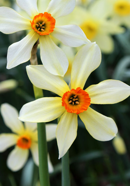 Firebrand daffodil heirloom bulbs