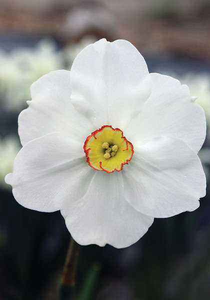 Stilton daffodil heirloom bulbs