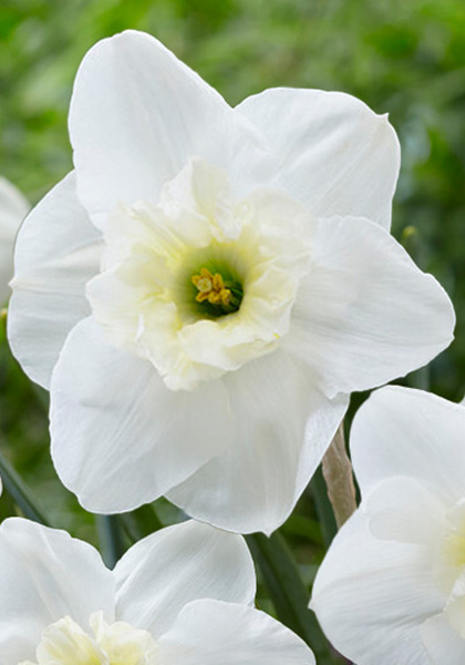 Papillon Blanc daffodil heirloom bulbs