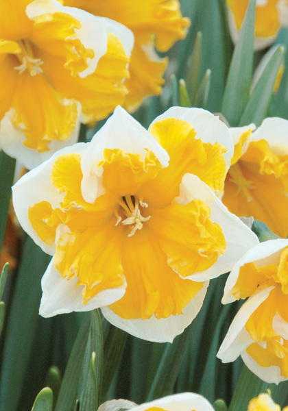 Orangery daffodil heirloom bulbs