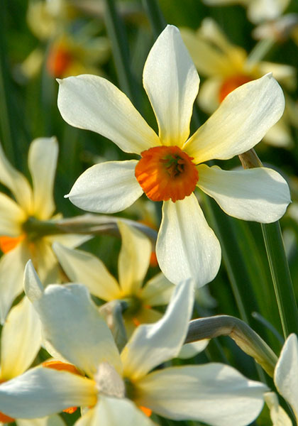 Firebird daffodil heirloom bulbs