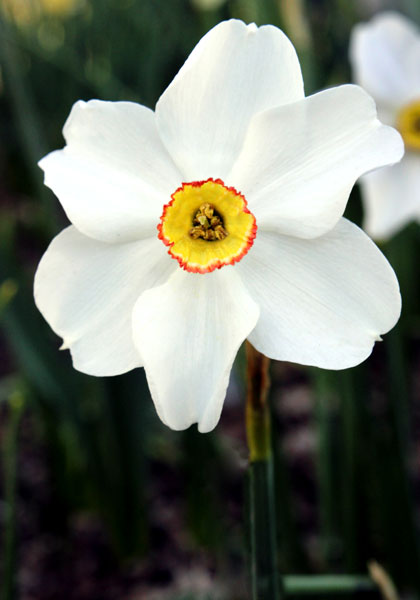 Sidelight daffodil heirloom bulbs