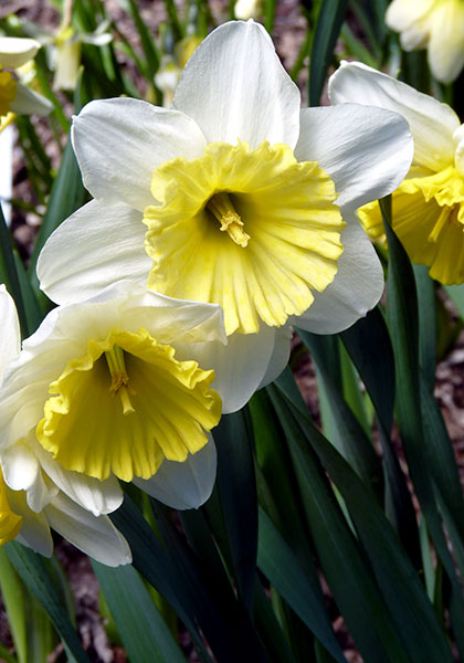 Ice Follies daffodil heirloom bulbs