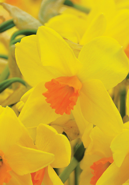 Kinglet daffodil heirloom bulbs