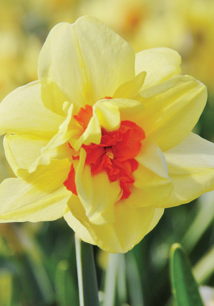 Double Fashion daffodil heirloom bulbs