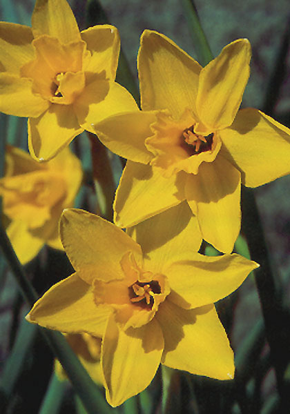 Golden Sceptre daffodil heirloom bulbs
