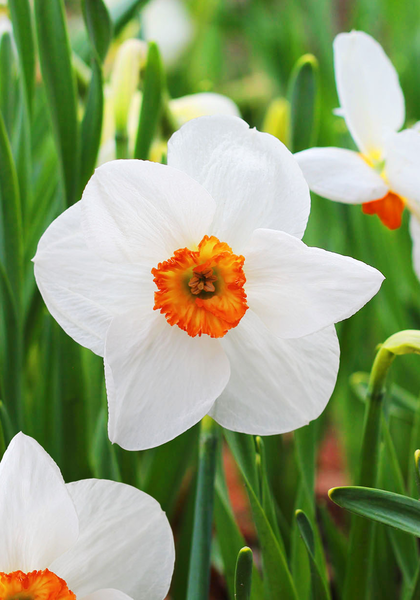 white daffodil flower