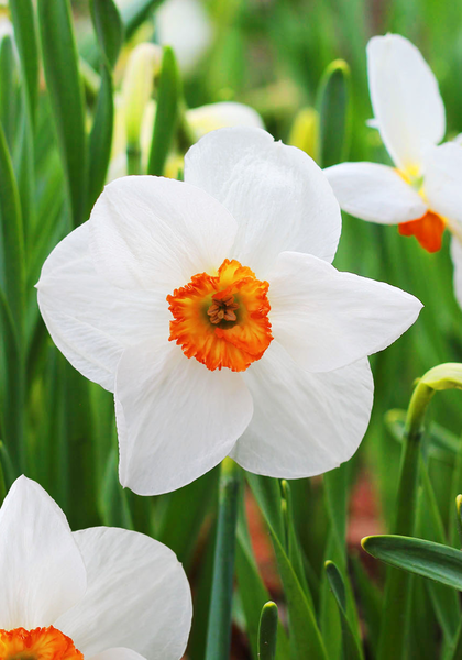 La Riante daffodil heirloom bulbs