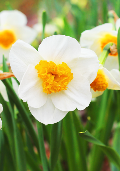 Doctor Alex Fleming daffodil heirloom bulbs