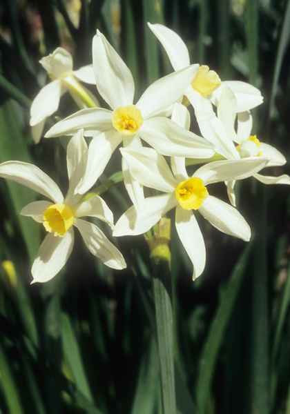 Minor Monarque daffodil heirloom bulbs