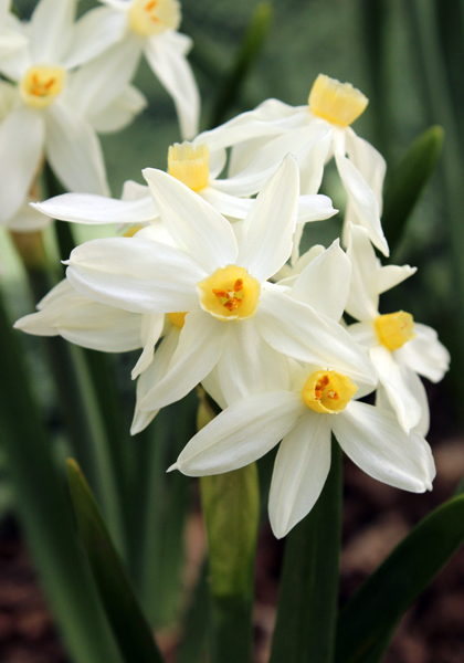 Minor Monarque daffodil heirloom bulbs