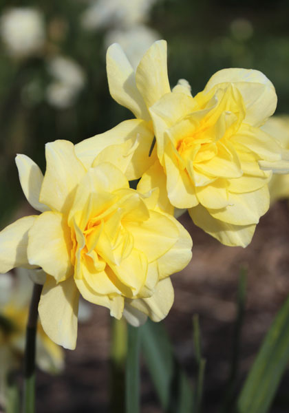 Sulphur Phoenix, Codlins and Cream daffodil heirloom bulbs