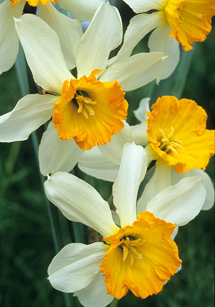 Will Scarlett daffodil heirloom bulbs