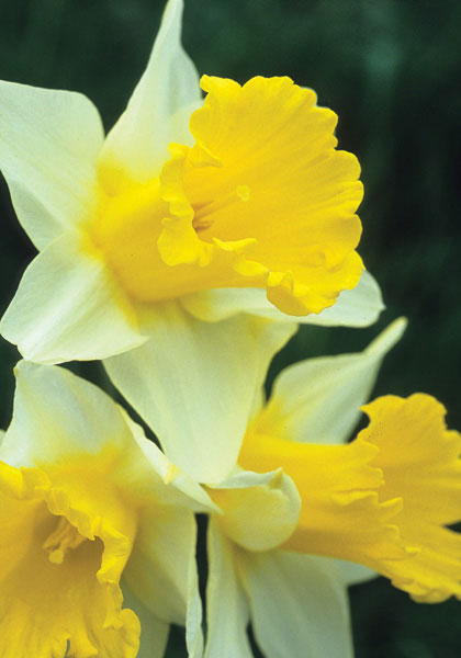 Victoria daffodil heirloom bulbs