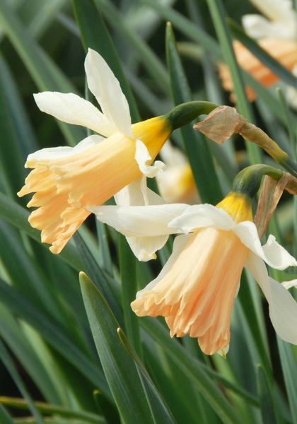 Rosy Trumpet daffodil heirloom bulbs