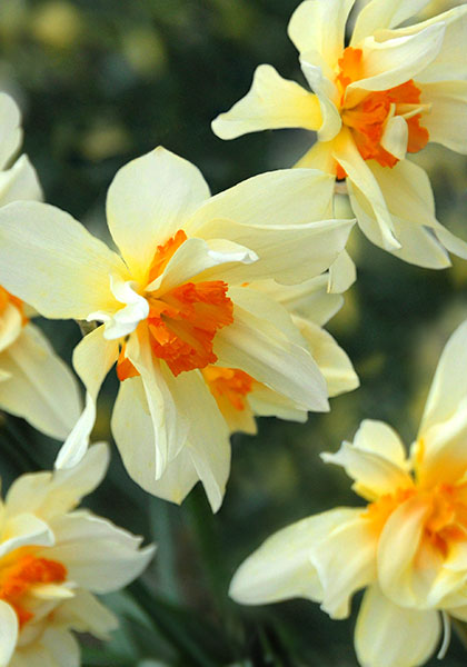 Feu de Joie daffodil heirloom bulbs