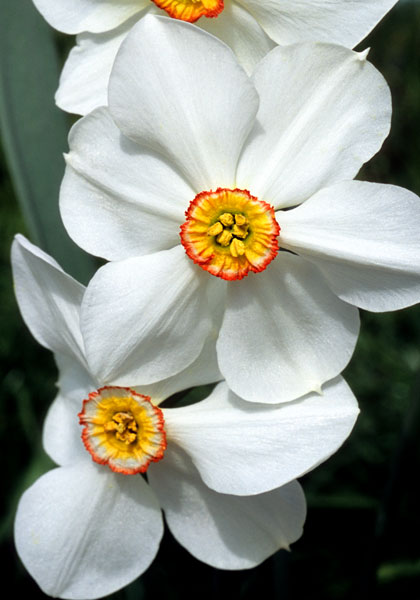 Glory of Lisse daffodil heirloom bulbs