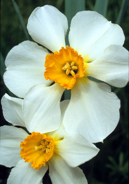 Albatross daffodil heirloom bulbs