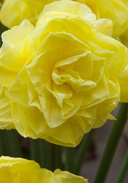 Camellia daffodil heirloom bulbs