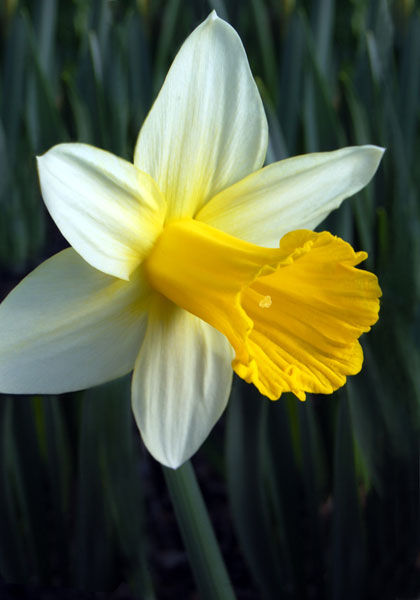 Horsfieldii daffodil heirloom bulbs