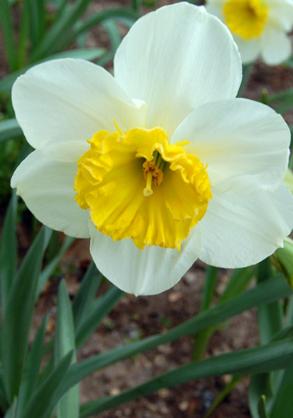 John Evelyn daffodil heirloom bulbs