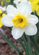 John Evelyn Daffodil