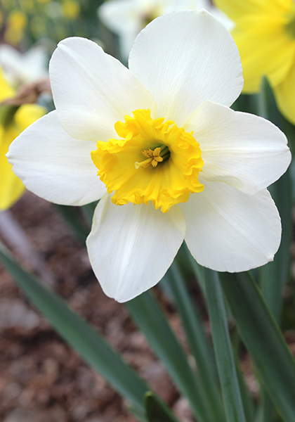 John Evelyn daffodil heirloom bulbs