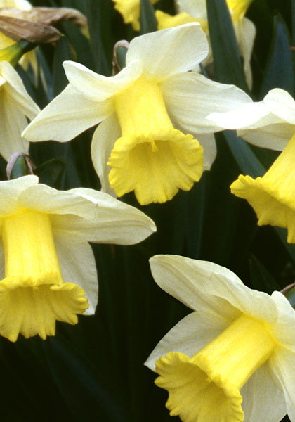 Mrs. Krelage daffodil heirloom bulbs