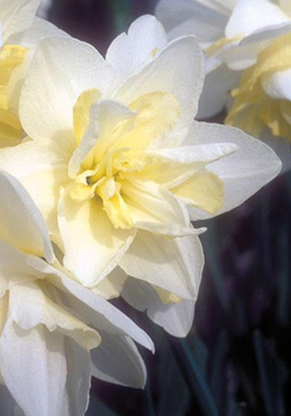 Mrs. William Copeland daffodil heirloom bulbs
