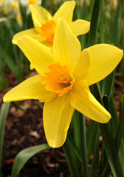 Rustom Pasha daffodil heirloom bulbs