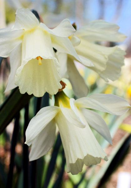 <i>moschatus</i> daffodil heirloom bulbs