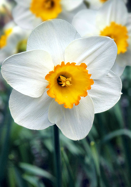 April Queen daffodil heirloom bulbs