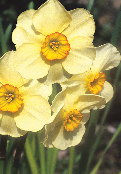 Chinita daffodil heirloom bulbs