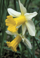 Empress Daffodil